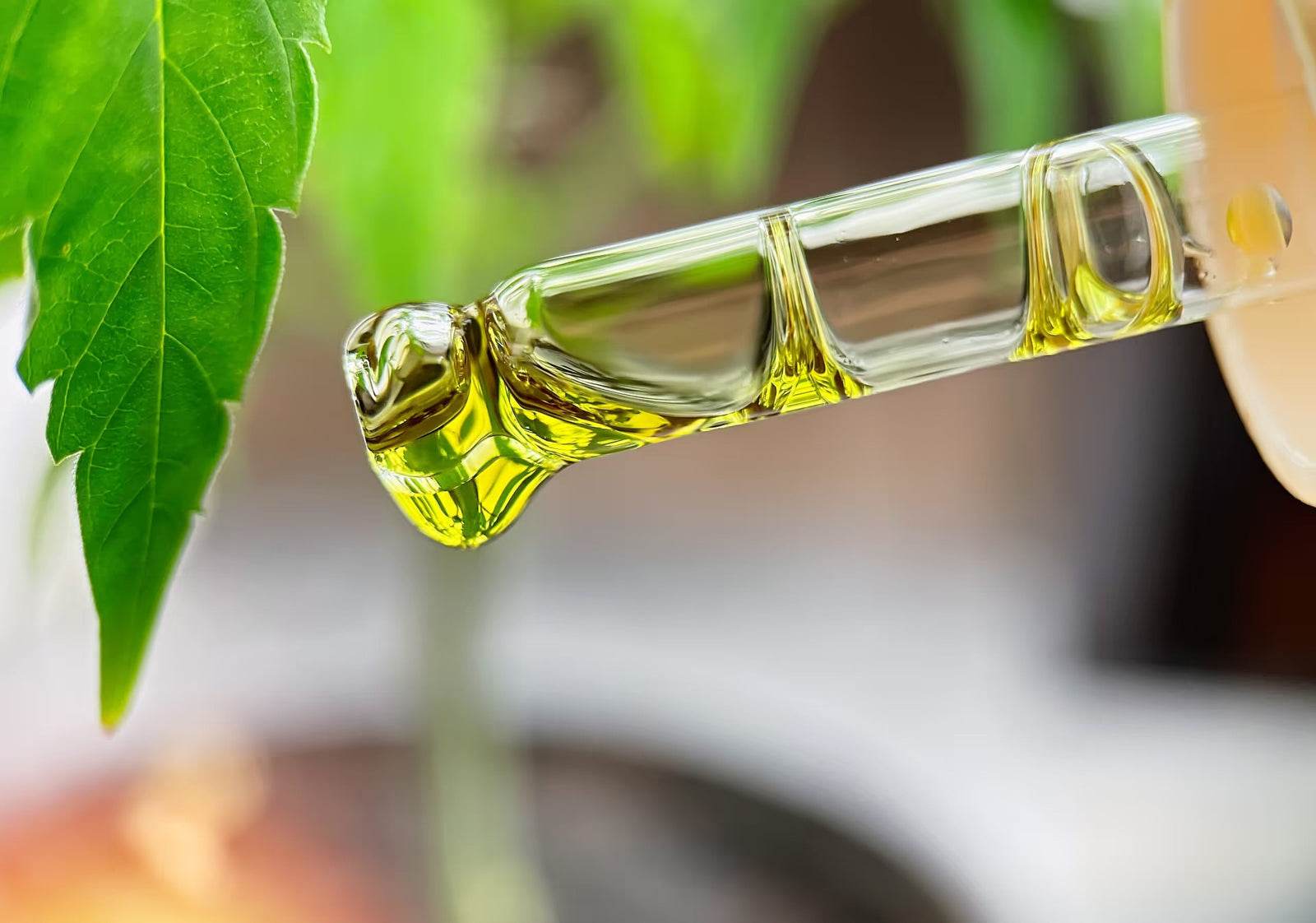 Distillate and Terpenes: everything you need to know