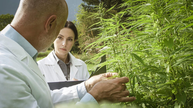 4 Terpenes Known To Have Anti-Cancer Properties