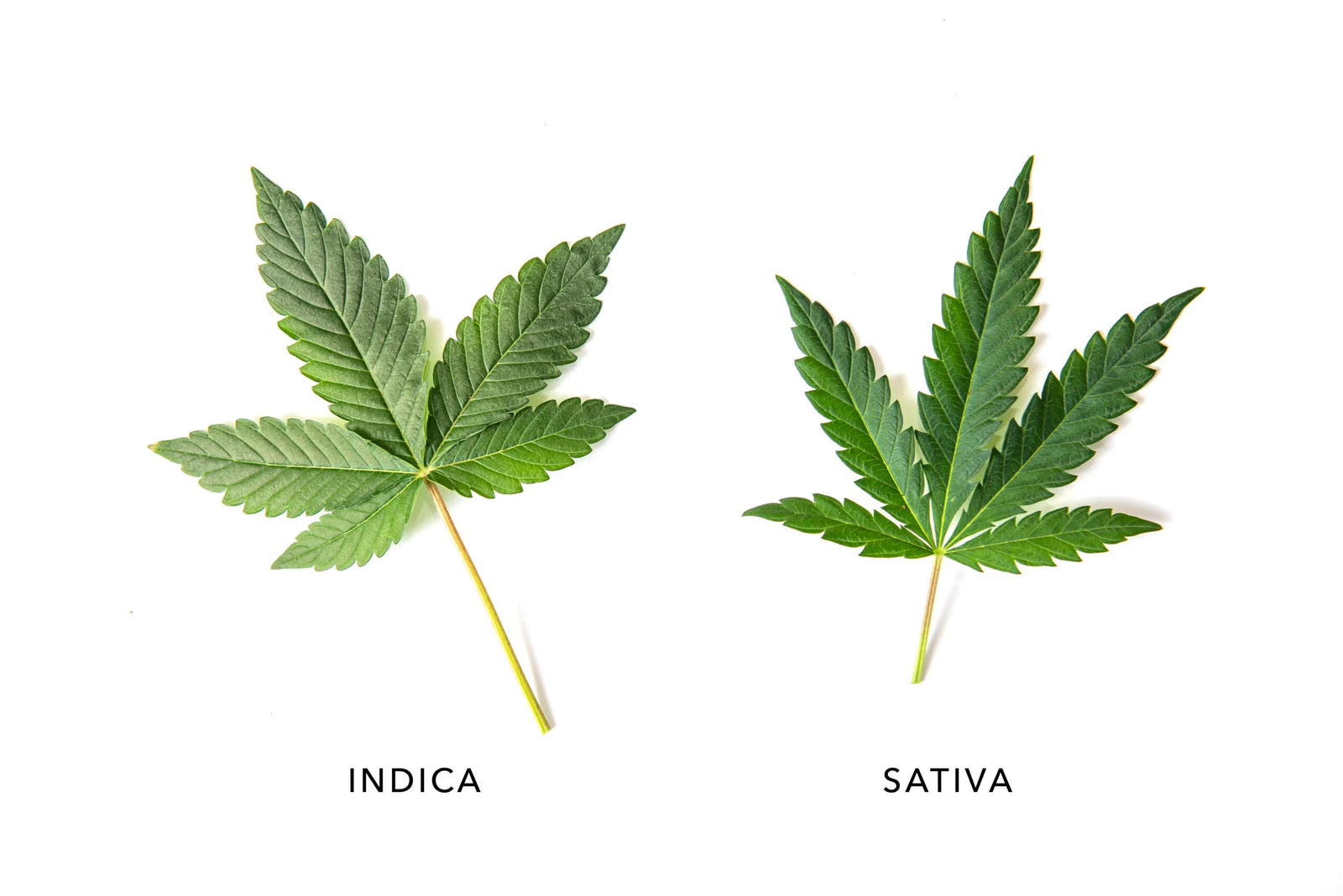 Indica Terpenes vs. Sativa Terpenes