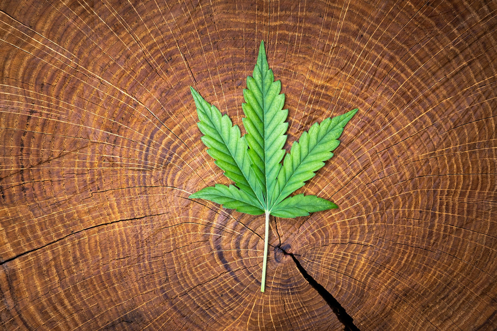 Cannabis Derived Terpenes Demystified