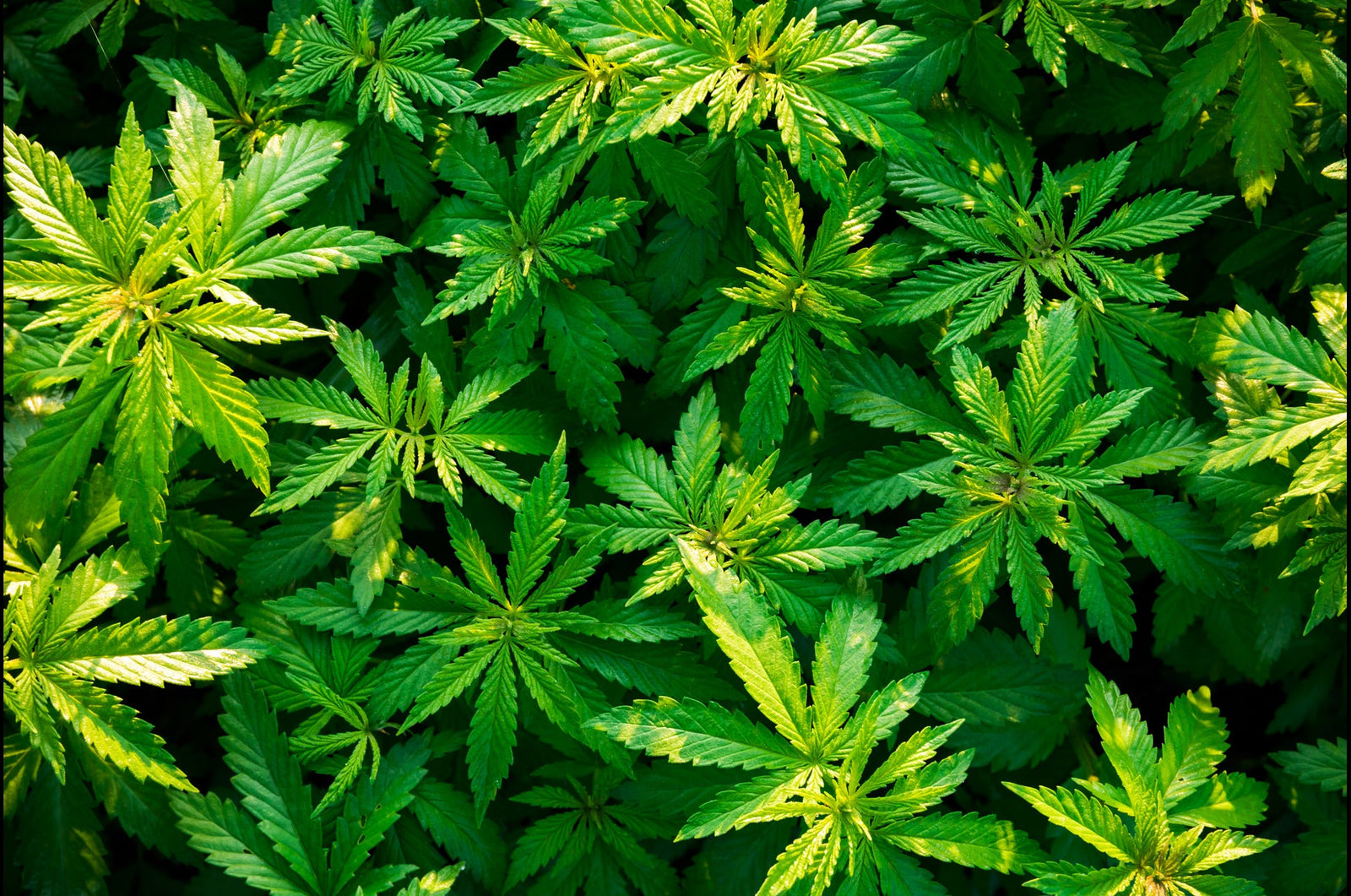 Durban Poison Terpenes: Everything You Need to Know