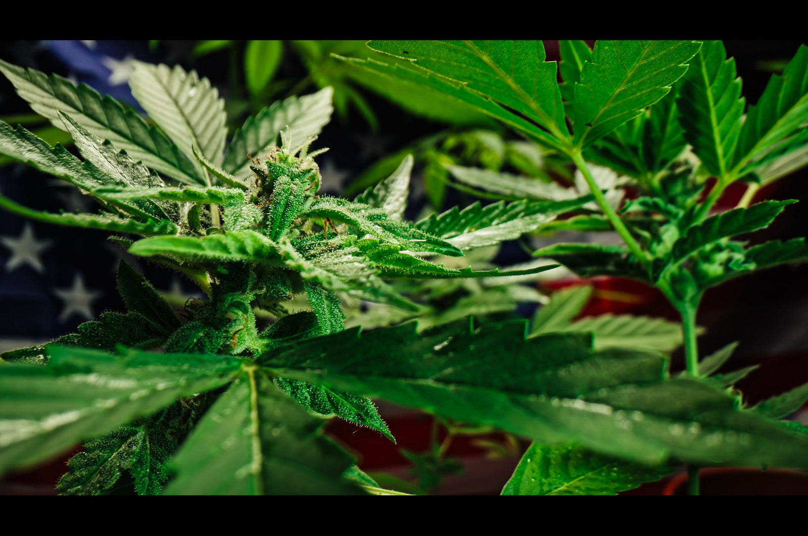 Top Five FAQ: Your Terpene Questions Answered