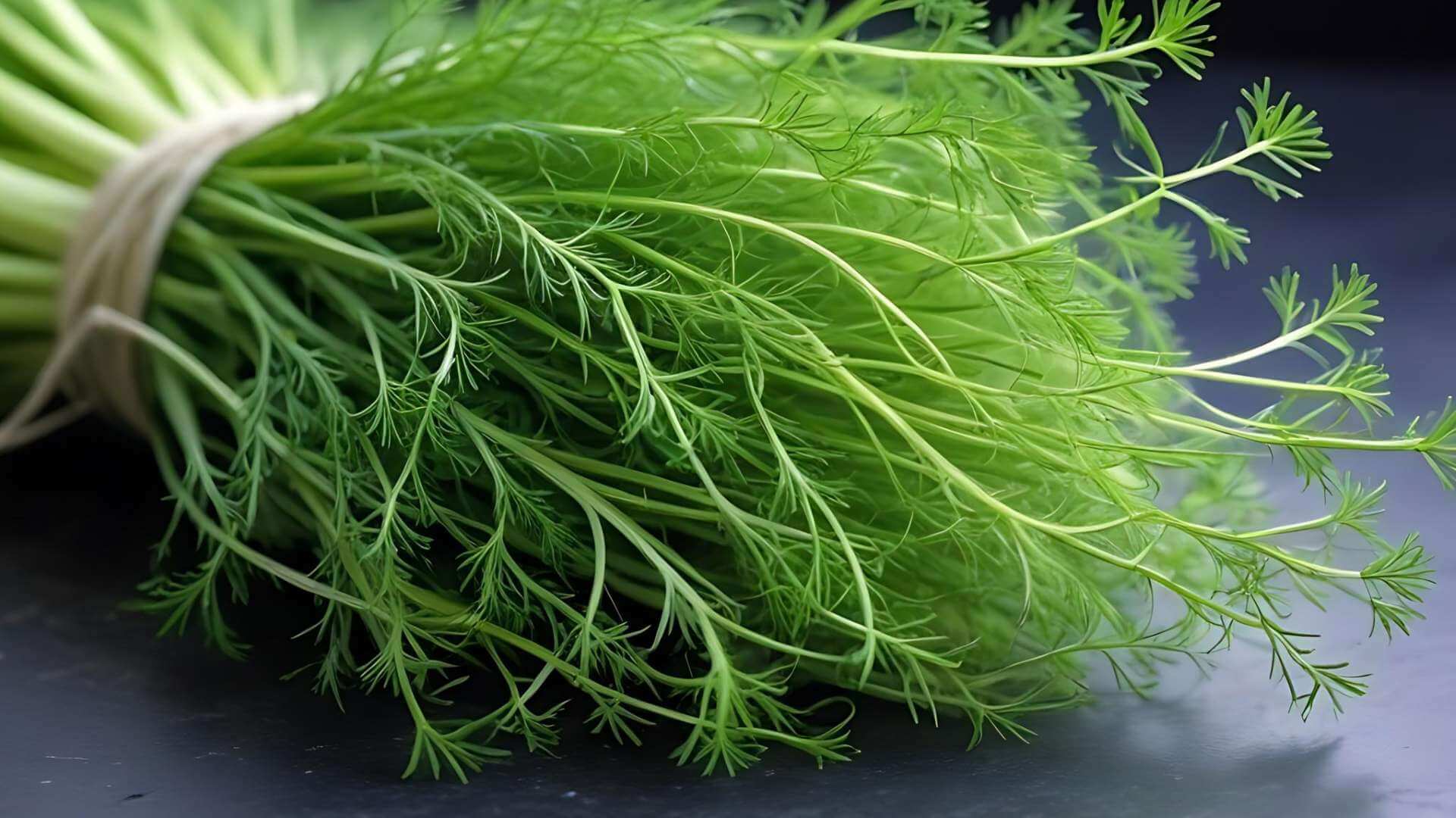 Alpha Fenchone botanical source
