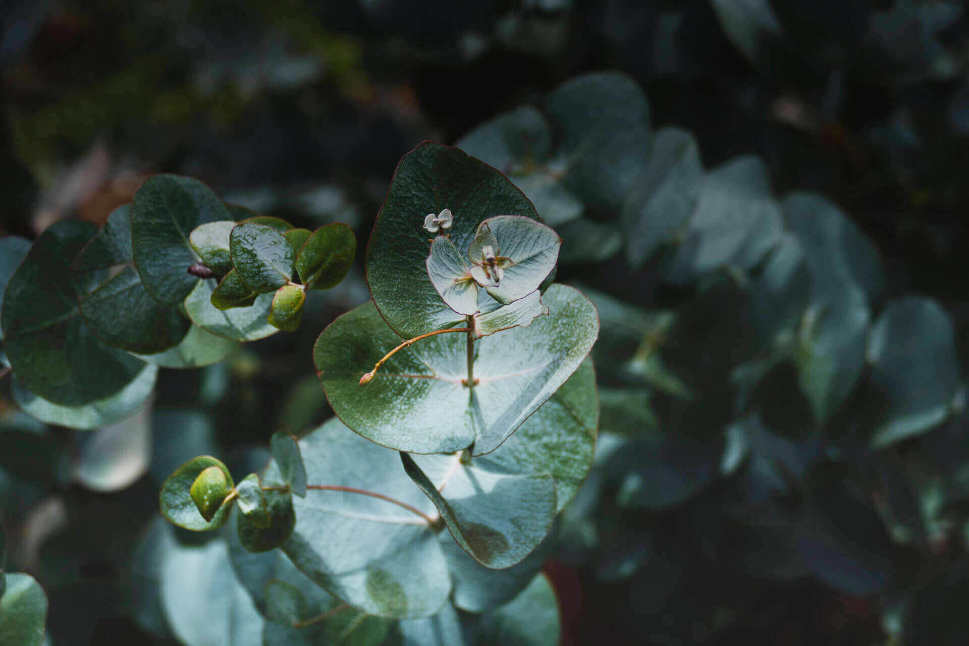Alpha Phellandrene botanical source