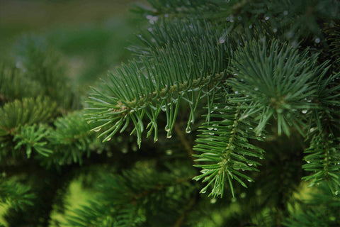 Alpha Pinene
