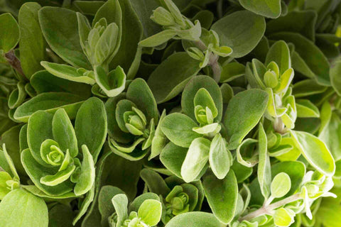 Alpha Terpinene