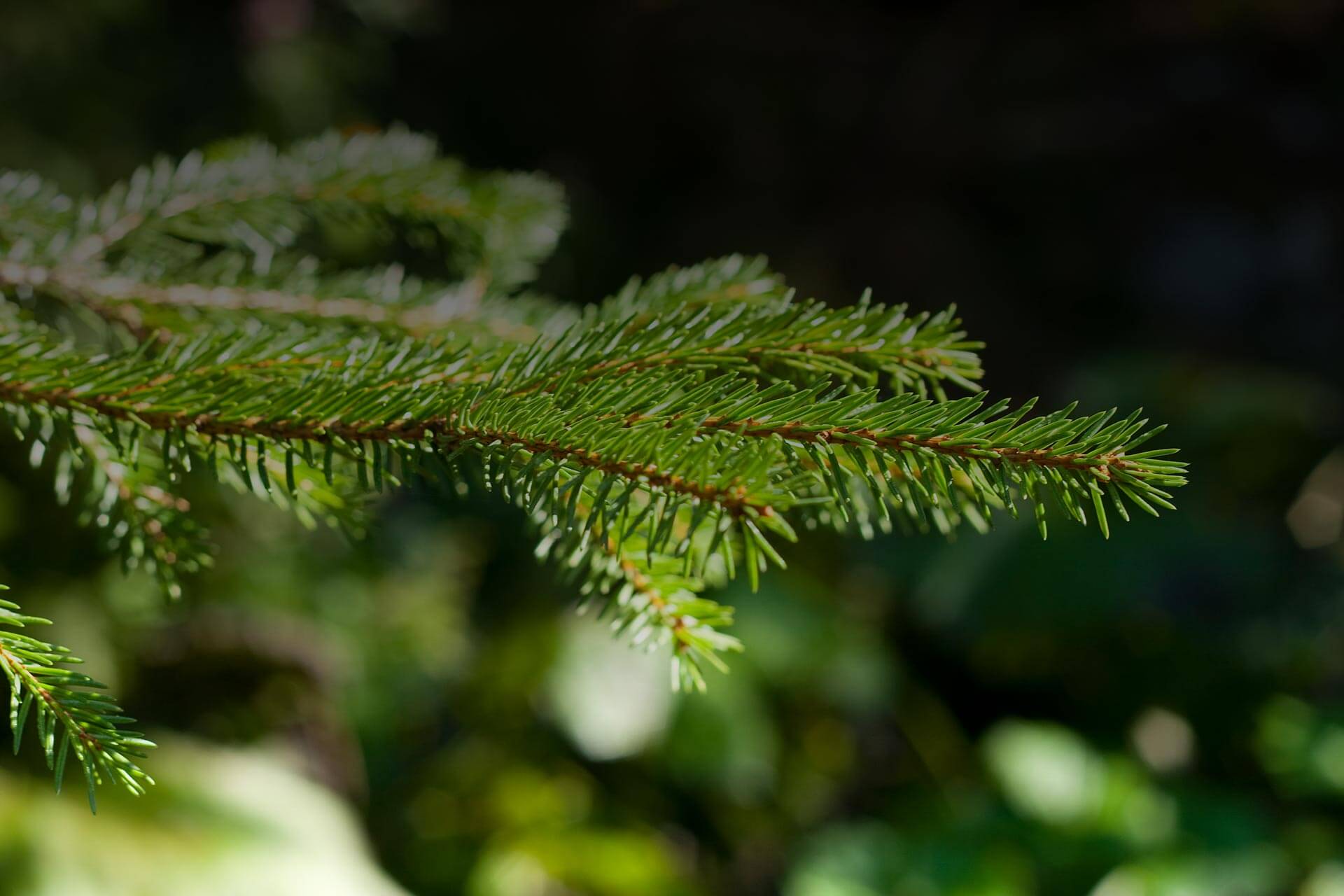 Beta Pinene botanical source