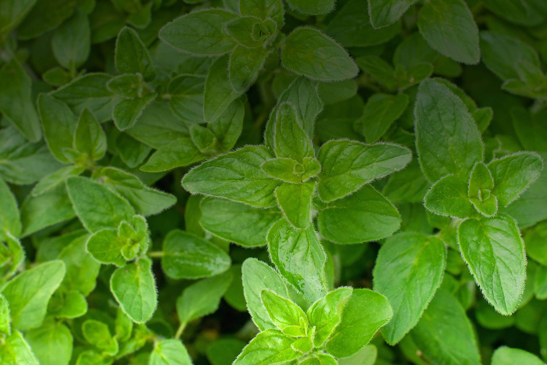 Bisabolene botanical source