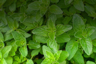 Bisabolene