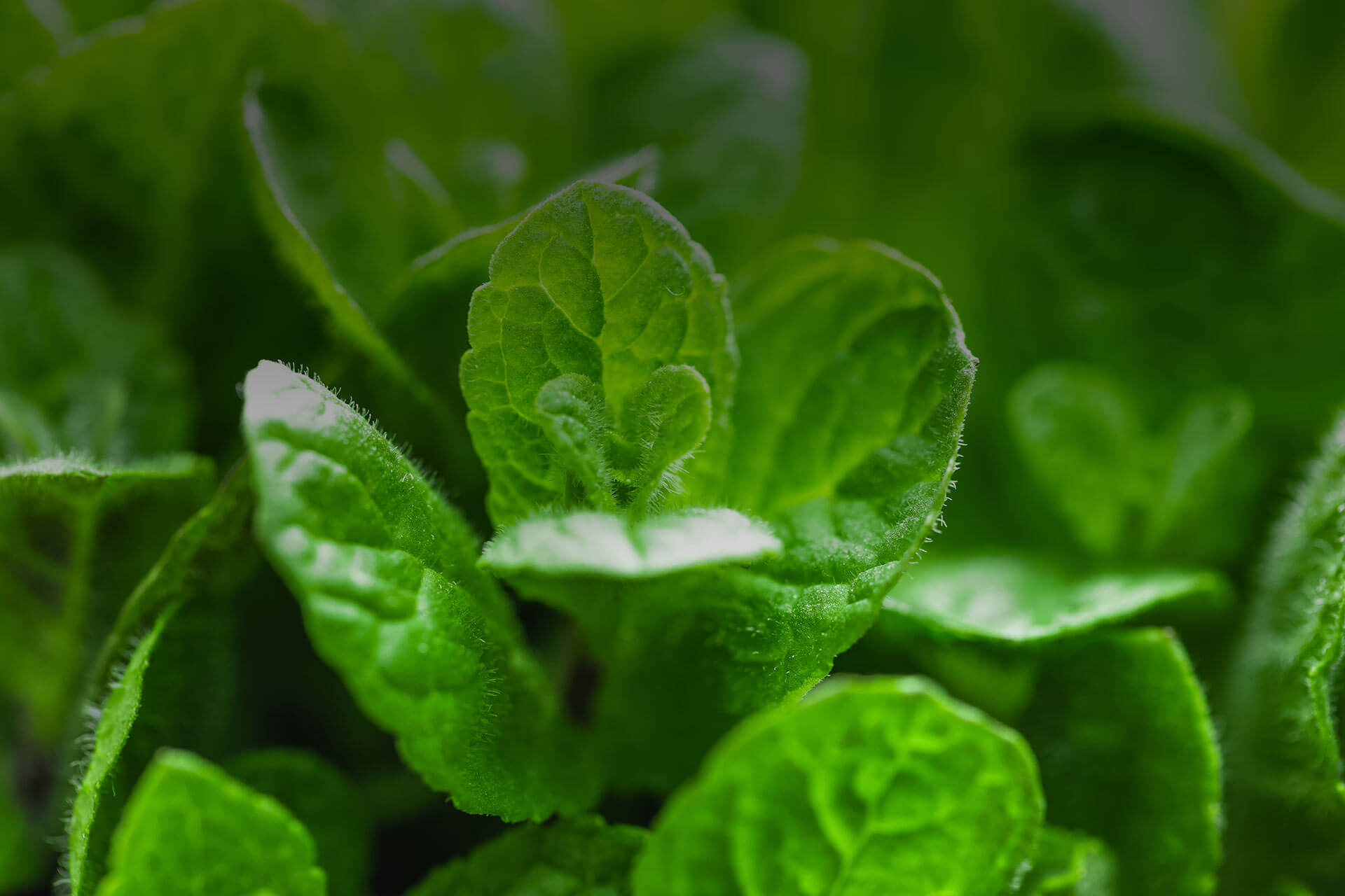 Borneol botanical source