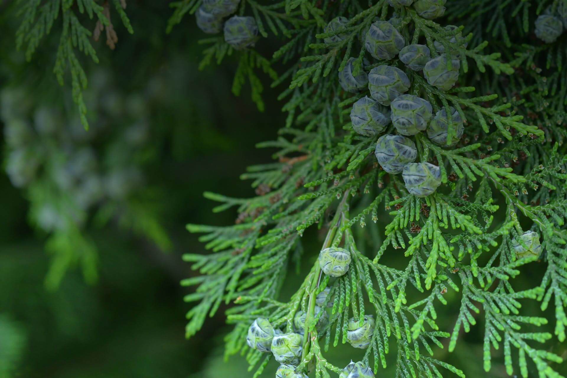 Cedrene botanical source
