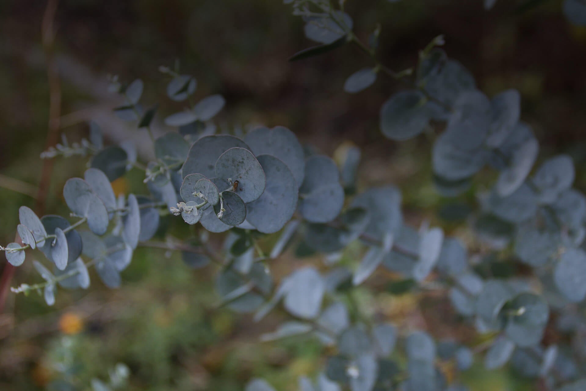 Eucalyptol / Cineole botanical source