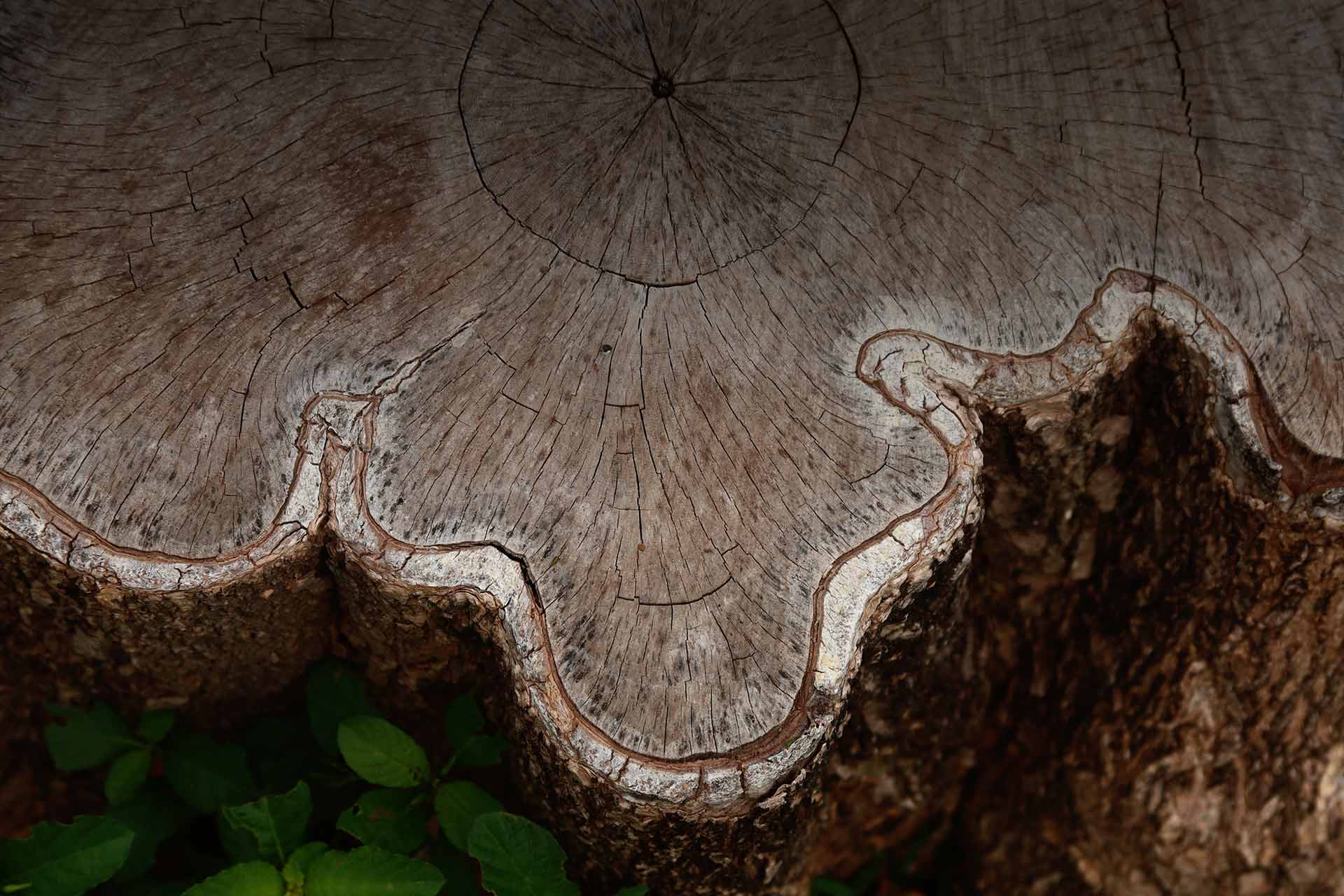 Guaiacol botanical source