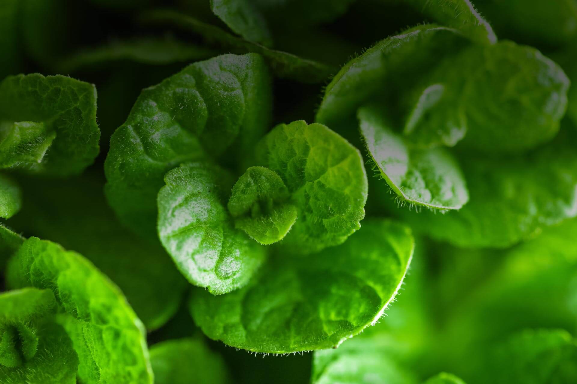 Isopulegol botanical source