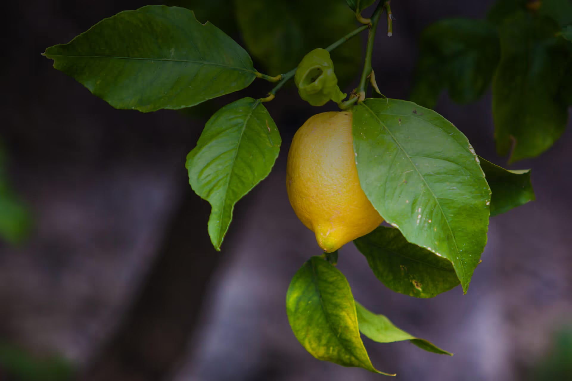 Limonene botanical source