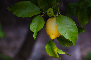 Limonene