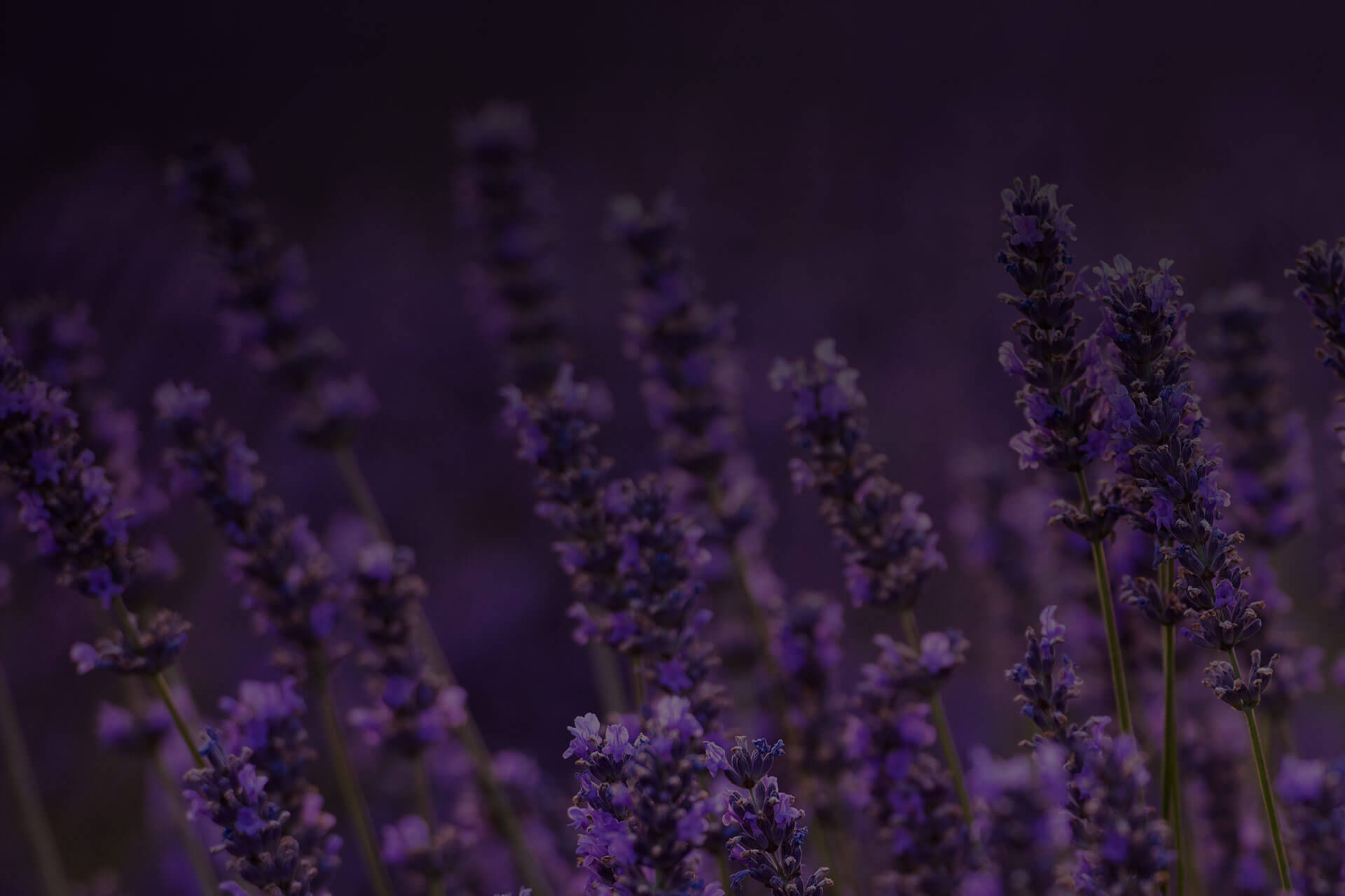 Linalool botanical source