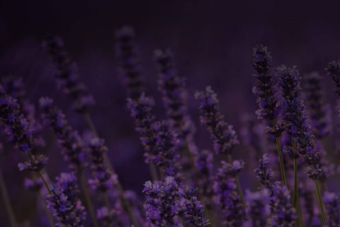 Linalool