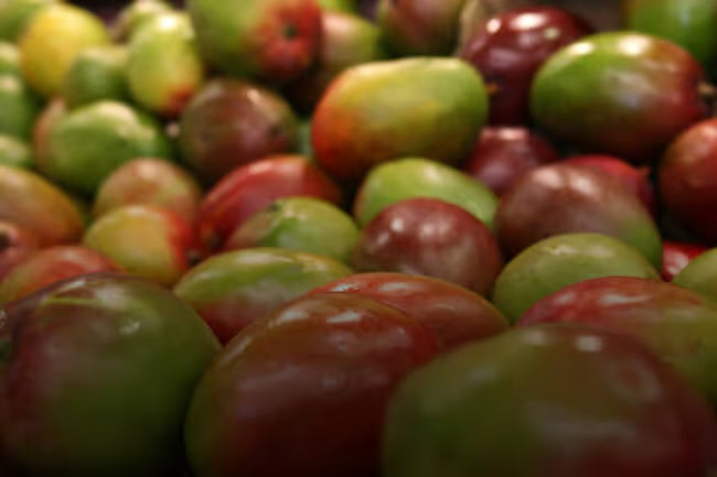 Myrcene botanical source
