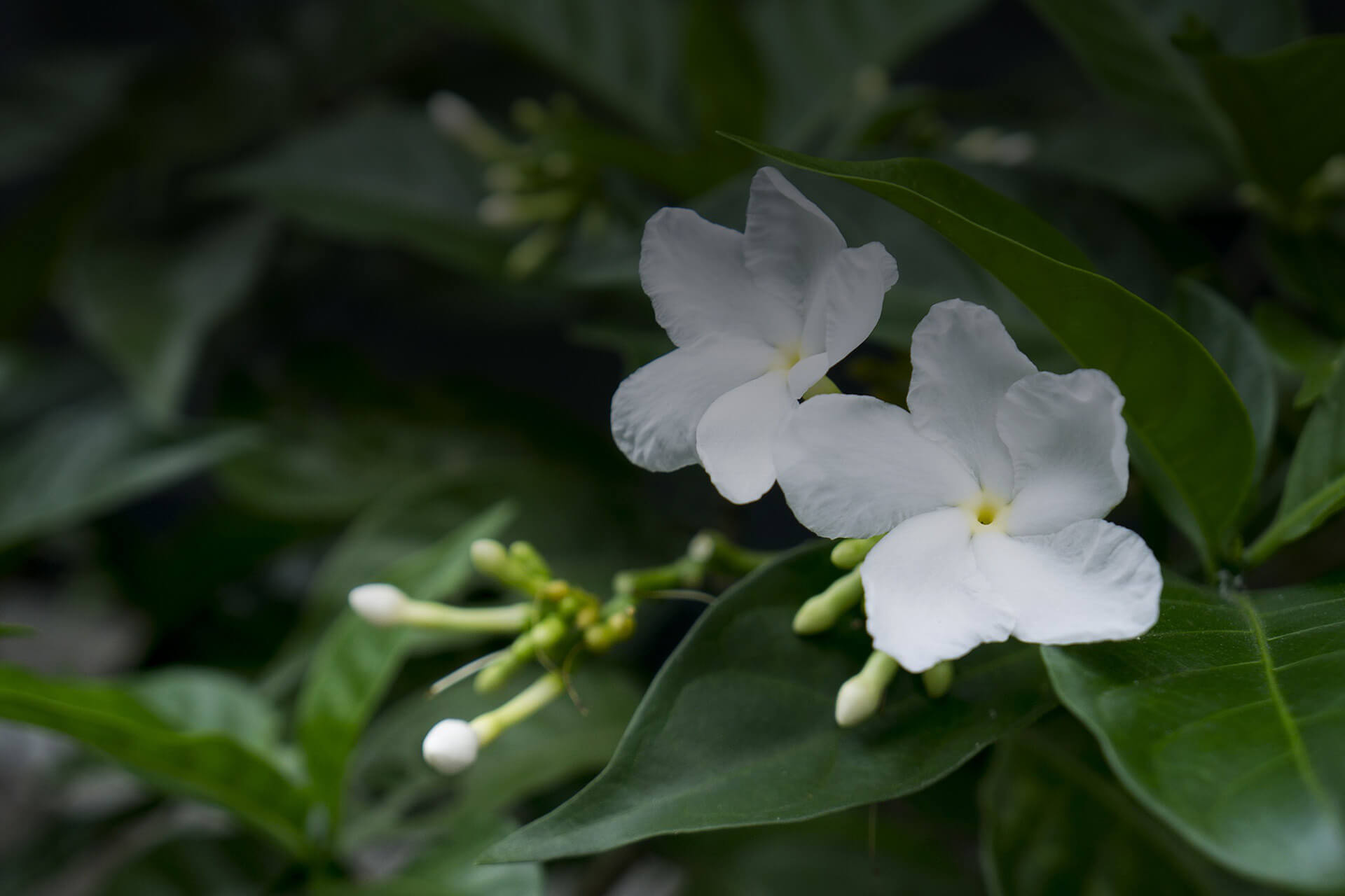 Nerolidol botanical source
