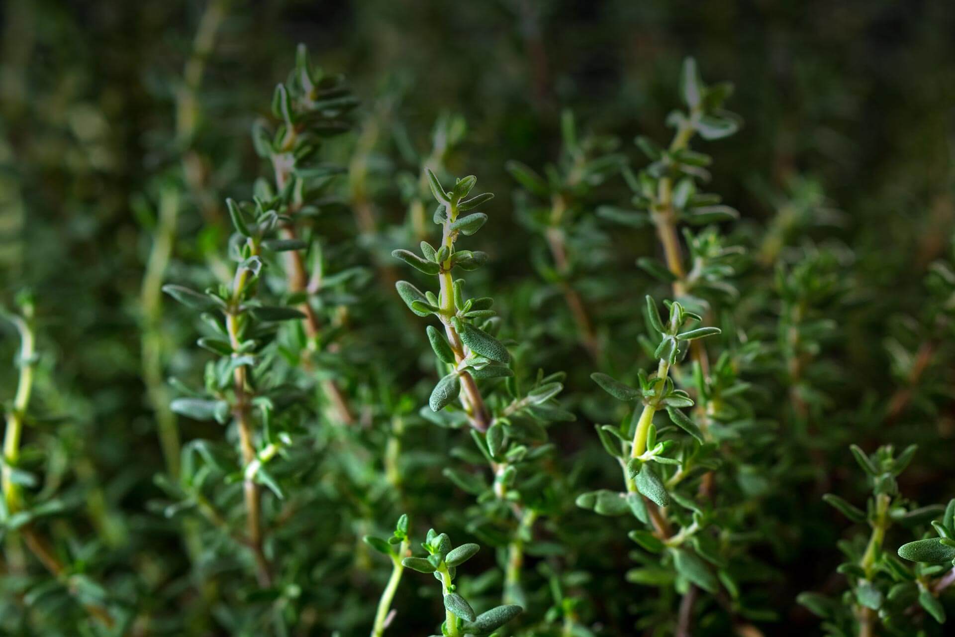 Para Cymene botanical source