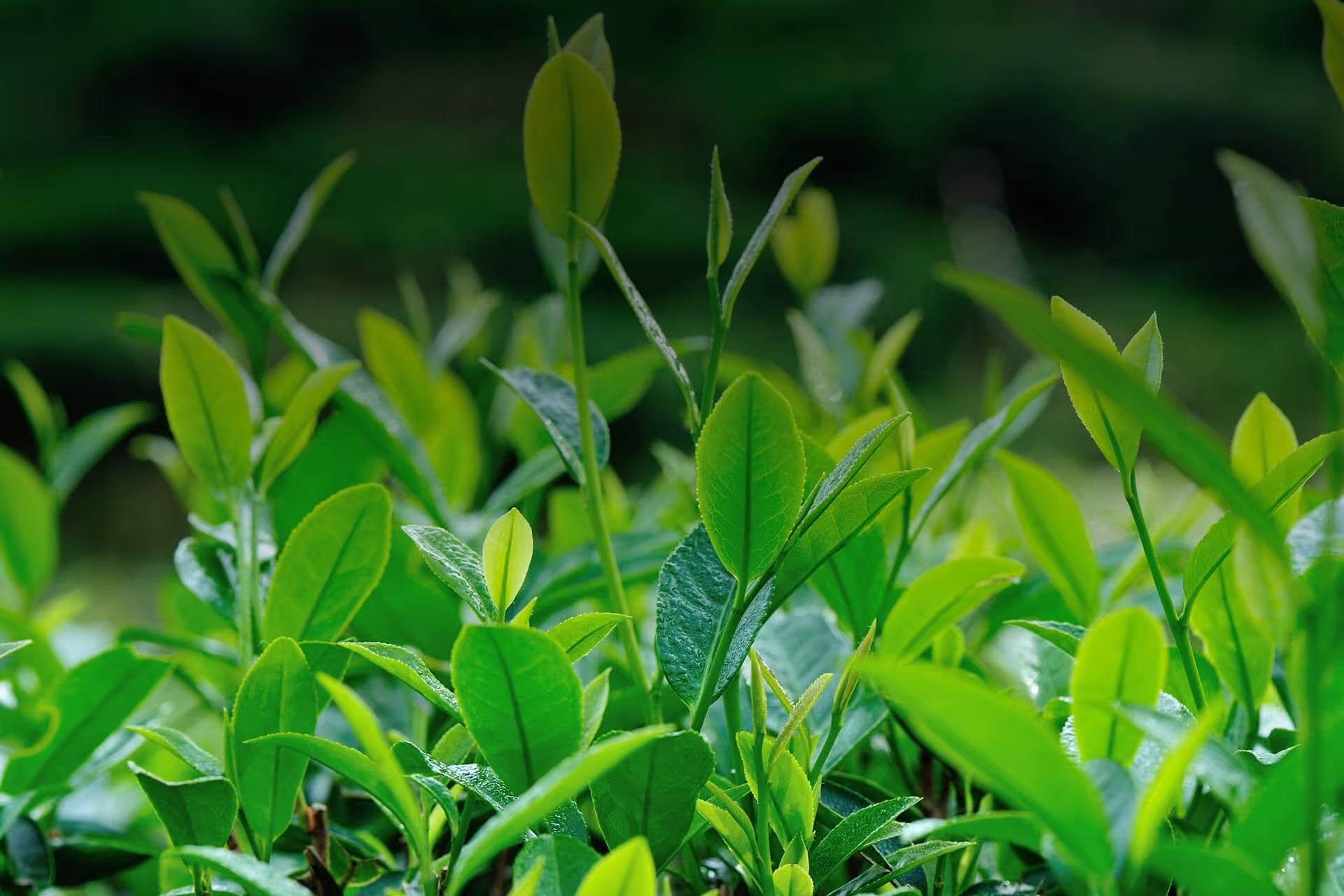 Terpinolene botanical source