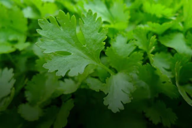 Trans Beta Ocimene botanical source