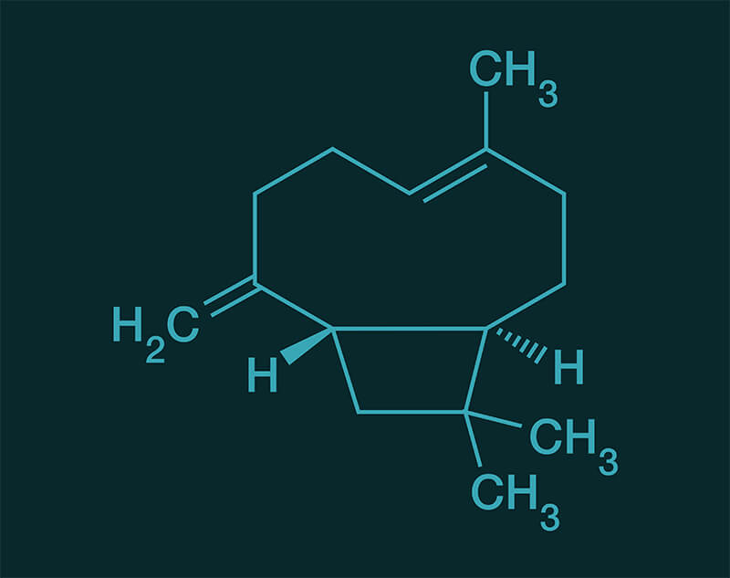 Beta-Caryophyllene molecular structure