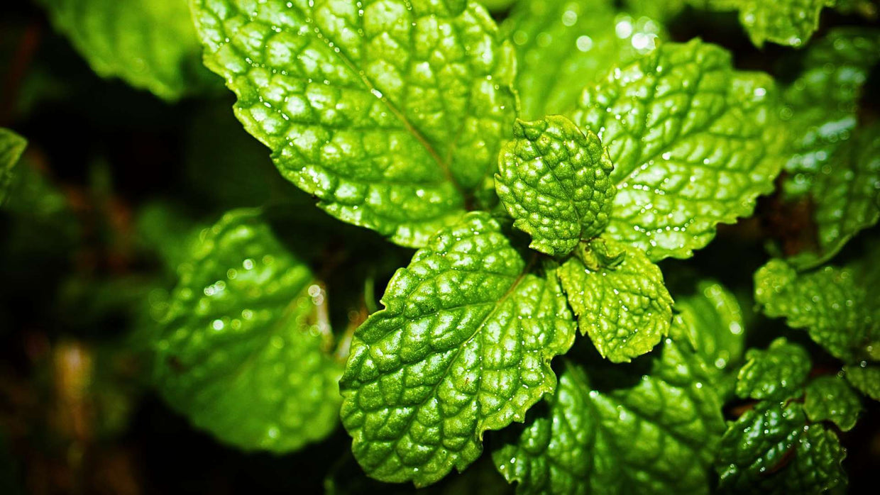 Spearmint