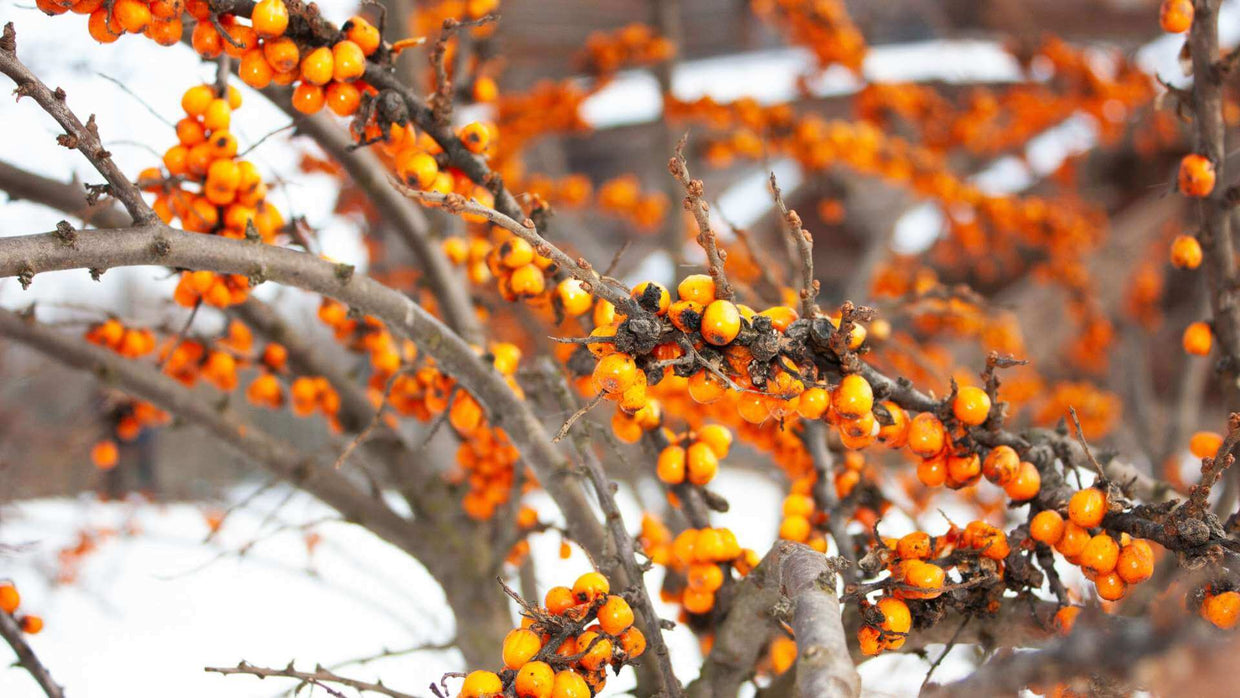 Sea Buckthorn
