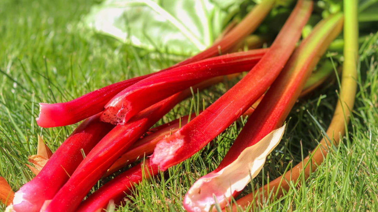 Rhubarb