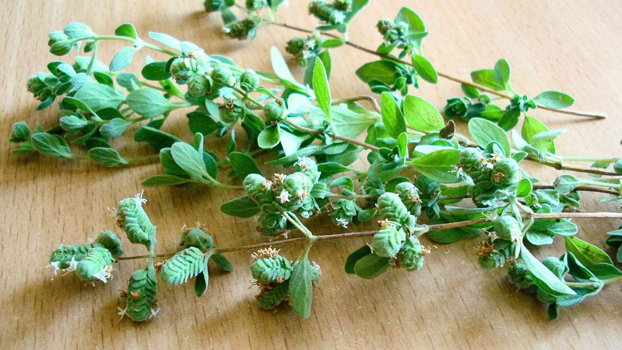 Oregano