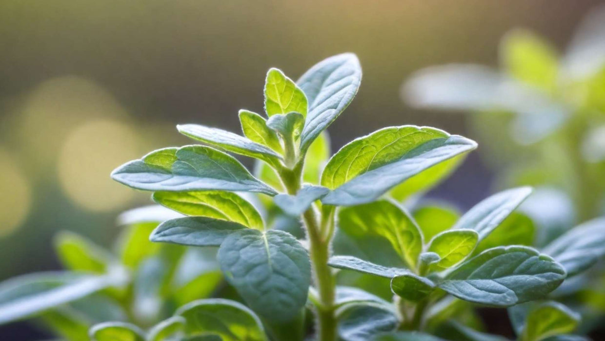Marjoram
