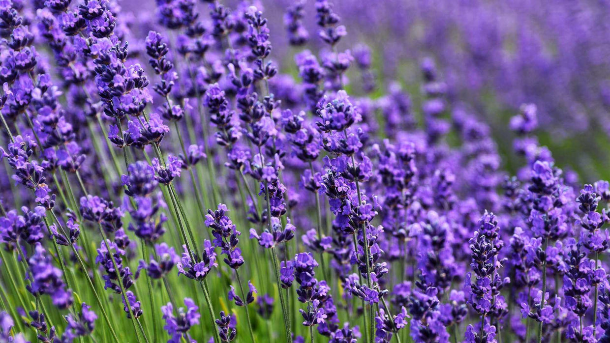 Lavender