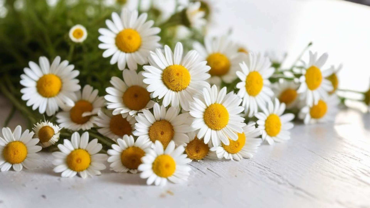 Chamomile