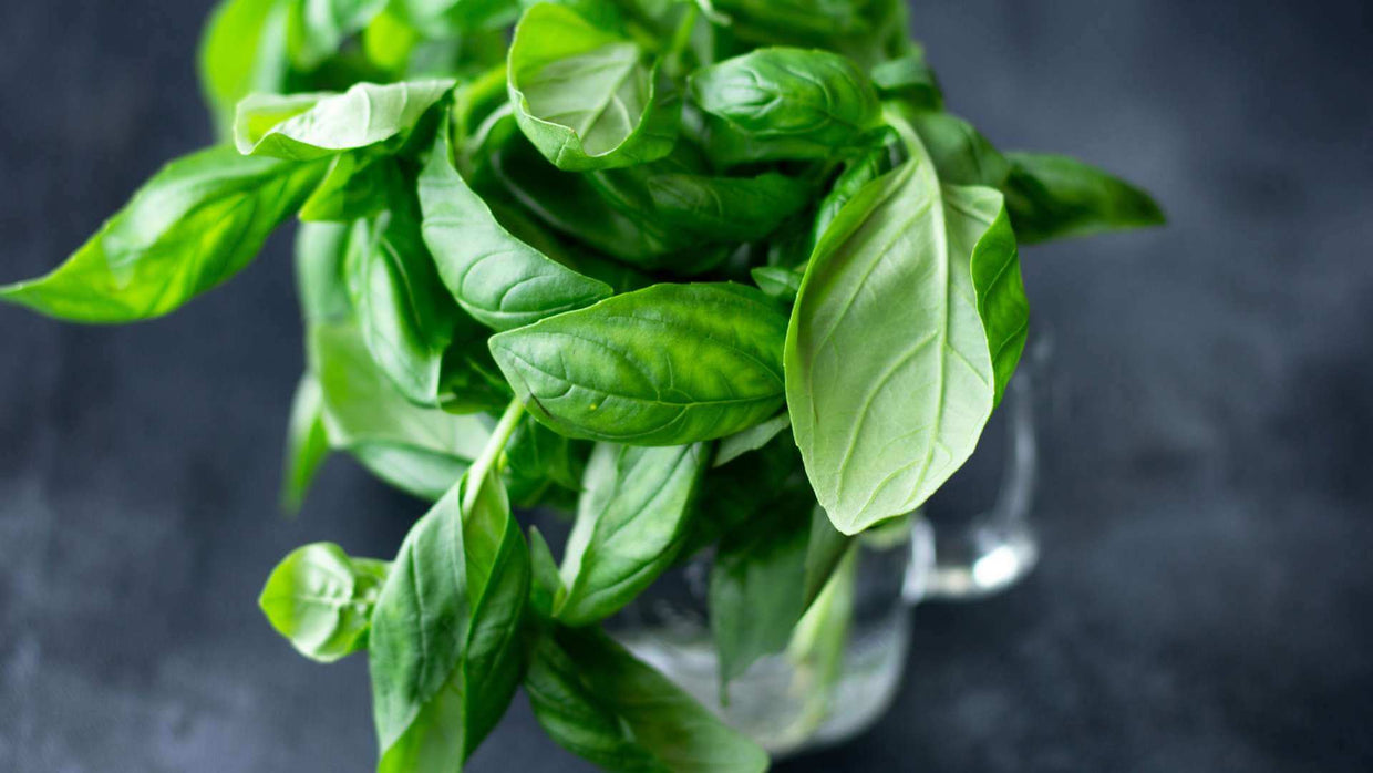 Basil