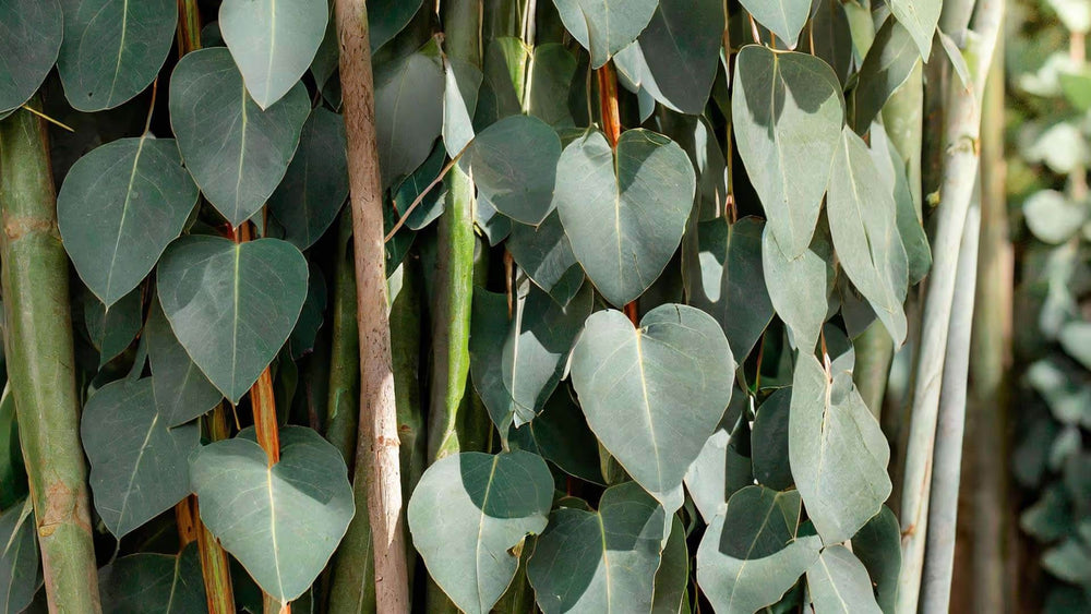 Eucalyptol