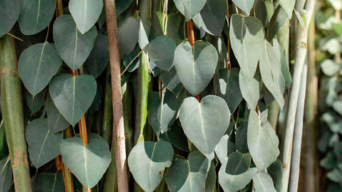 Eucalyptol / Cineole
