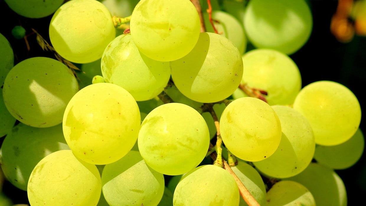 Sour Grapes