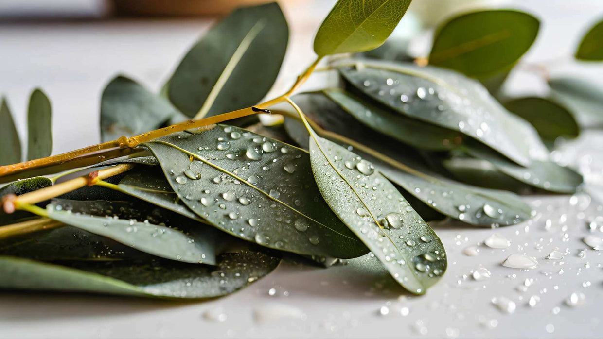 Eucalyptus