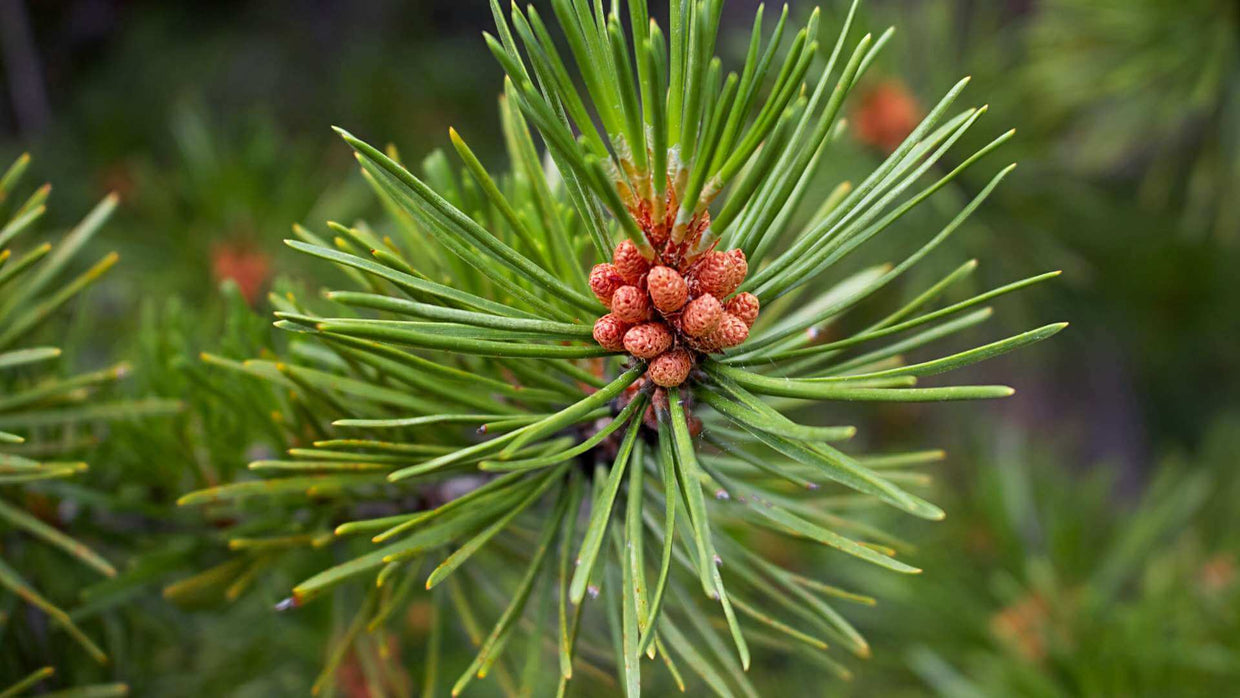 Pine Needle