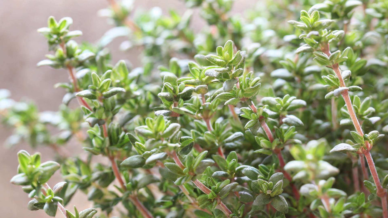 Thyme