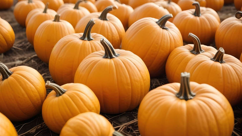 Pumpkin Patch