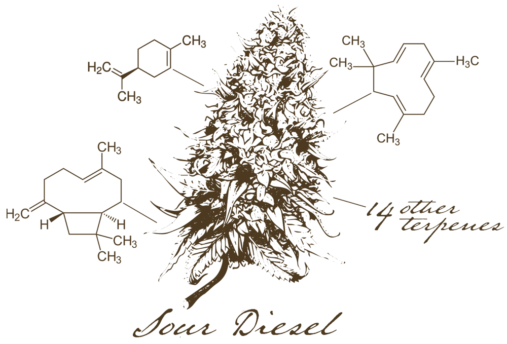 Sour Diesel Profile Matching Terpenes Lab Effects