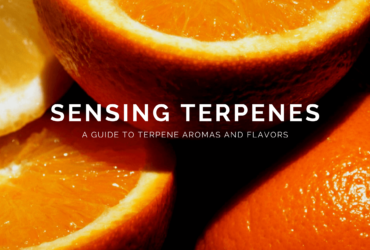 Sensing Terpenes: A Guide to Terpene Aromas and Flavors