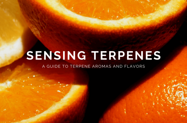Sensing Terpenes: A Guide to Terpene Aromas and Flavors