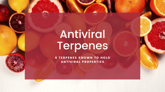 6 Terpenes Known to Hold Antiviral Properties