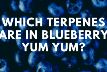Which Terpenes Are in Blueberry Yum Yum?
