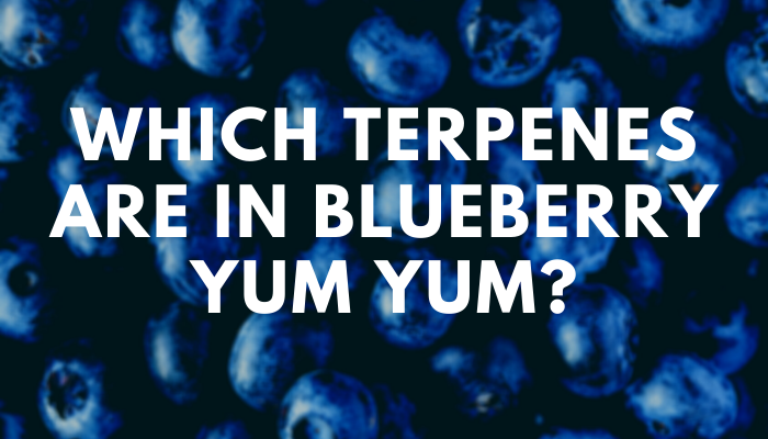 Which Terpenes Are in Blueberry Yum Yum?