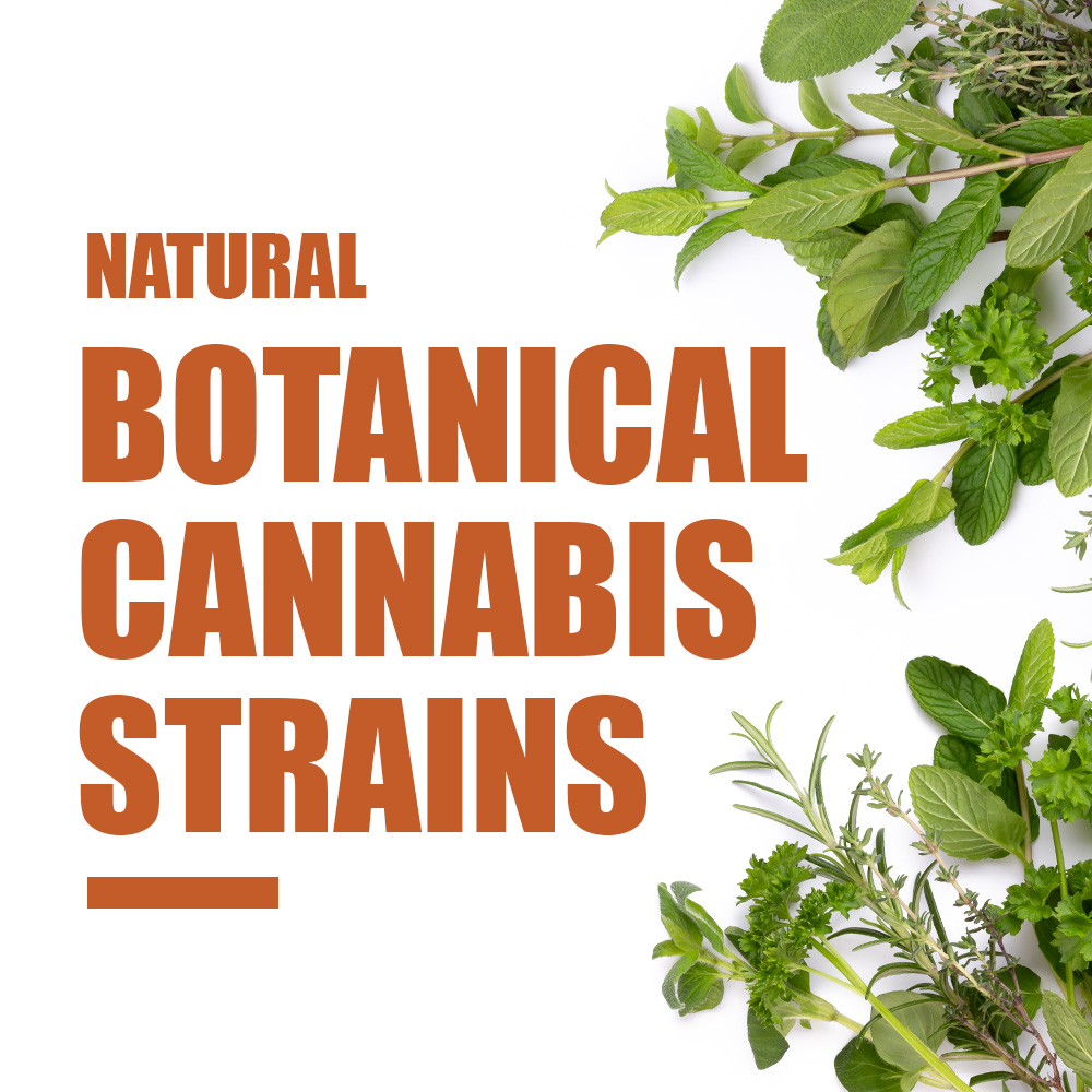 Natural Botanical Cannabis Terpene Strains
